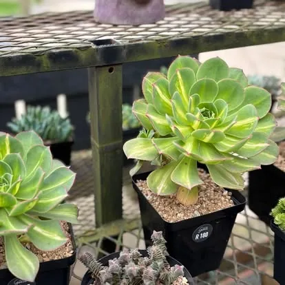 Aeonium succulents in the nursery