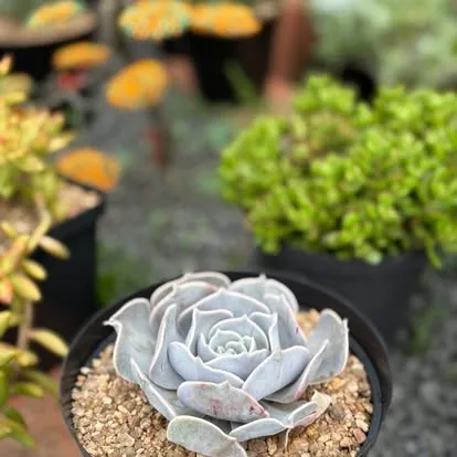 Silver echeveria rosette