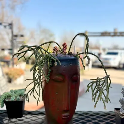 Succulent planted in a face pot