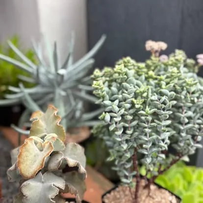 Indigenous succulents in the Linga Lapa nursery