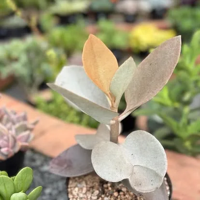 Silver-leafed succulent